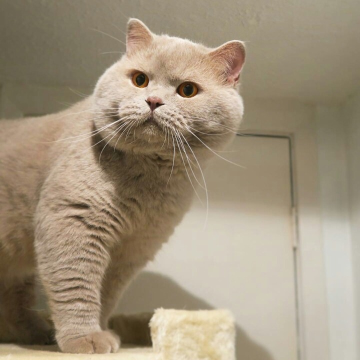 영국 토종고양이 | 인스티즈