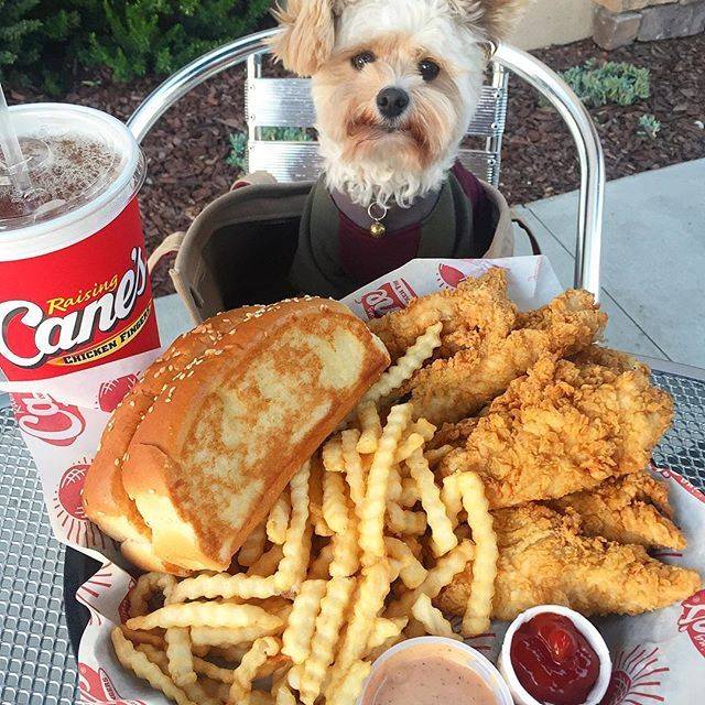 미식가 강아지 뽀빠이 | 인스티즈