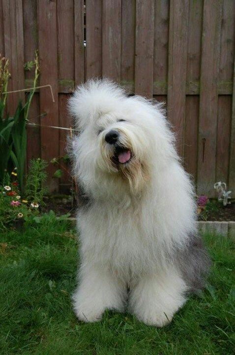 올드 잉글리쉬 쉽독으로 힐링 | 인스티즈