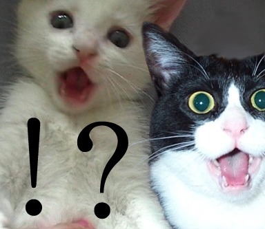 보지 못했어도 훤히 보이는 아이오아이 소속사 YMC 엔터테인먼트의 초반상황 | 인스티즈