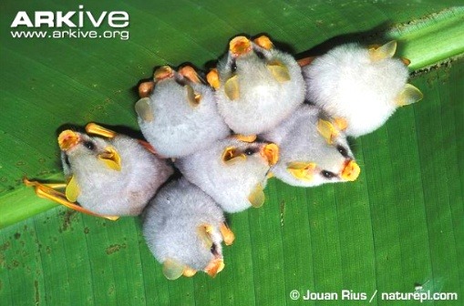 당신이 처음 봤을 수도 있는 희귀동물들 | 인스티즈