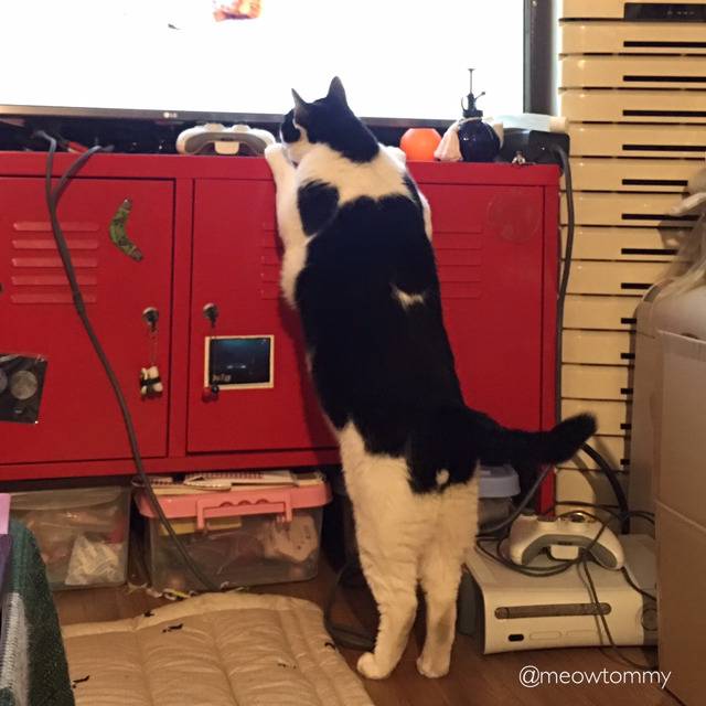 밑에 확대범 냥이 일상 사진이요 ㅋㅋㅋ | 인스티즈