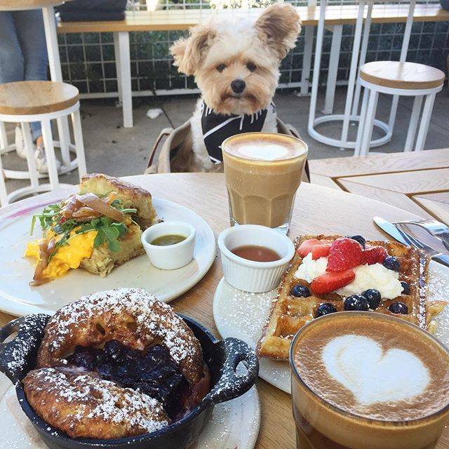 미식가 강아지 뽀빠이 | 인스티즈