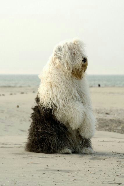 올드 잉글리쉬 쉽독으로 힐링 | 인스티즈