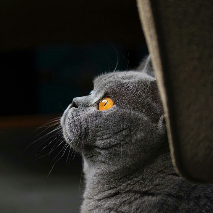 영국 토종고양이 | 인스티즈