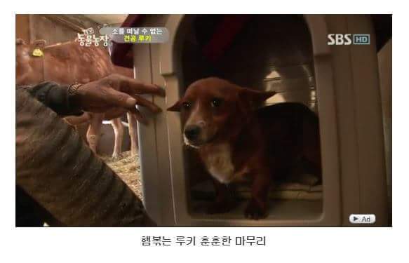 소를 어미라고 생각하는 강아지 | 인스티즈