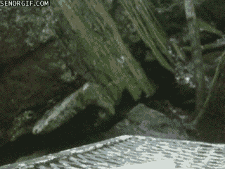 미국에서의 너구리 이미지.gif | 인스티즈