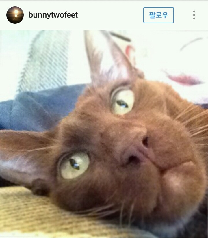 고양이계의 코봉이 오리엔탈 숏헤어 | 인스티즈