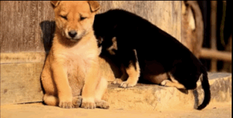 동물들 바보같고 귀여운 포인트 | 인스티즈