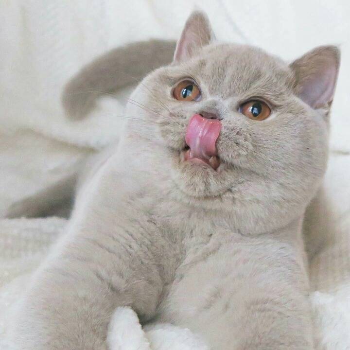 영국 토종고양이 | 인스티즈