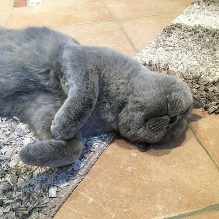 어디서나 잘자는 냥이 | 인스티즈