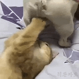 땅콩이 아주 튼실하구만.gif | 인스티즈