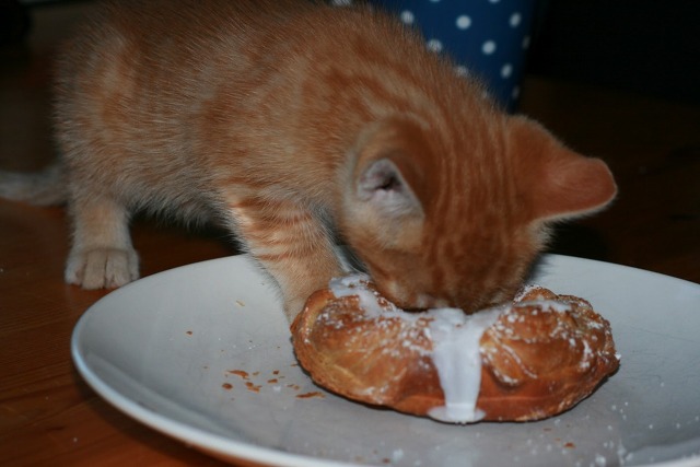 먹을거야?? 나도 줄거지?? | 인스티즈