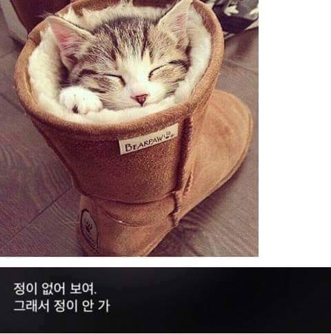고양이 모시는 사람이 들으면 상처받는 말들.jpg | 인스티즈