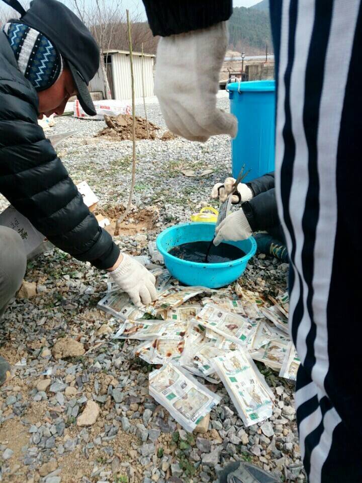 2월19일 일요일. 개소주가 되어버린 나의 가족 매실이를 예쁜매실나무로 만들어 보내주었습니다 | 인스티즈