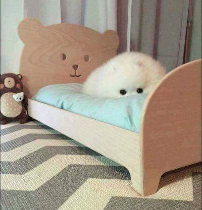 강아지에게 침대를 사줬더니.. | 인스티즈