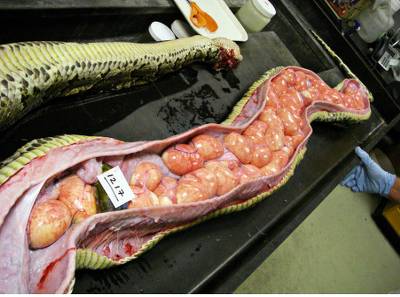 죽은 뱀 속에 있는 알들 | 인스티즈