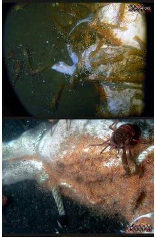 돼지 사체를 바다에 빠뜨리면.. (혐오주의) | 인스티즈