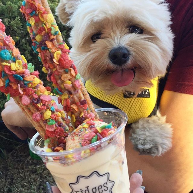 미식가 강아지 뽀빠이 | 인스티즈