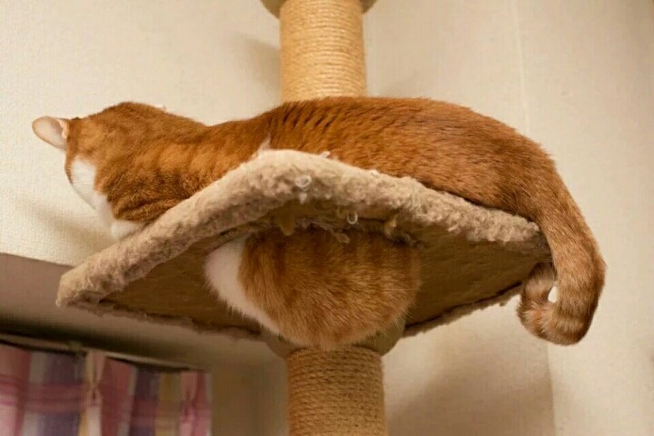 캣타워에 배가 낀 고양이들.jpg | 인스티즈