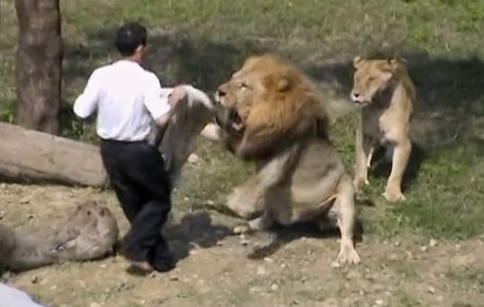 술 취해서 사자우리 들어간 대만 남자 (혐오주의) | 인스티즈