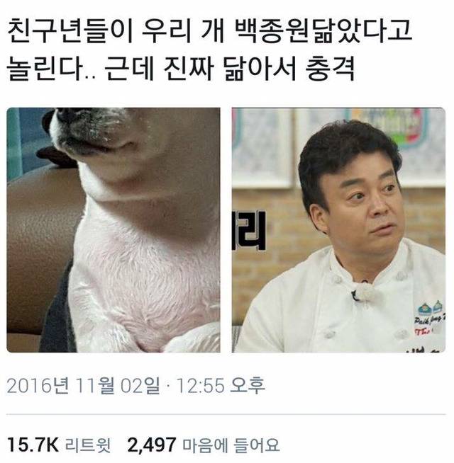 백종원 닮은 강아지 | 인스티즈