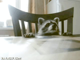 미국에서의 너구리 이미지.gif | 인스티즈