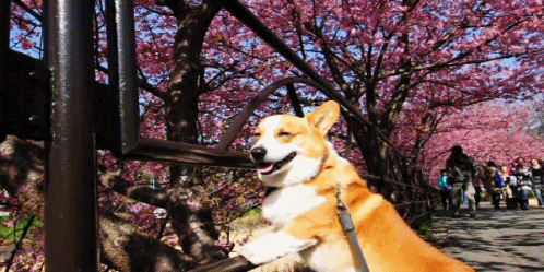 웰시코기의 사계절 | 인스티즈