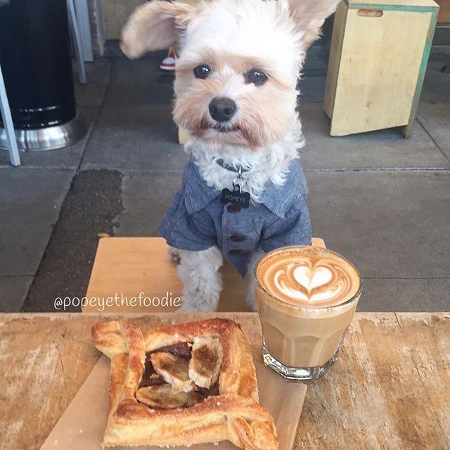 미식가 강아지 뽀빠이 | 인스티즈