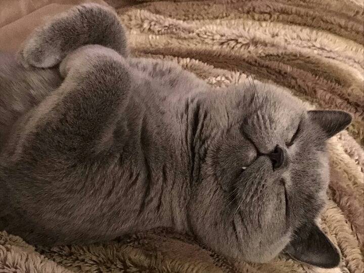 어디서나 잘자는 냥이 | 인스티즈