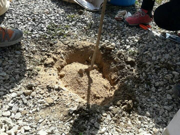 2월19일 일요일. 개소주가 되어버린 나의 가족 매실이를 예쁜매실나무로 만들어 보내주었습니다 | 인스티즈