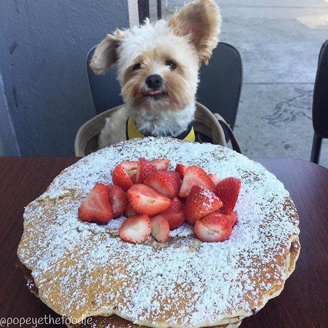 미식가 강아지 뽀빠이 | 인스티즈