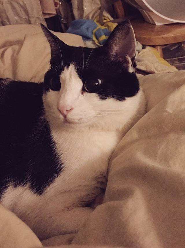 밑에 확대범 냥이 일상 사진이요 ㅋㅋㅋ | 인스티즈