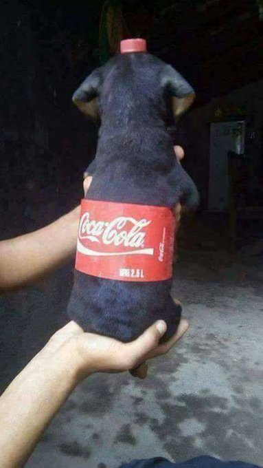 코카콜라 강아지 | 인스티즈