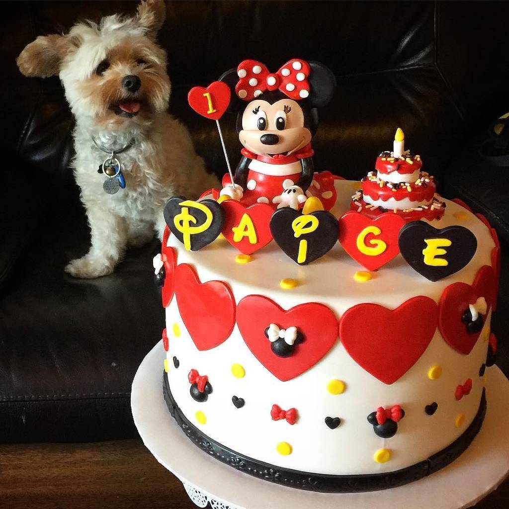 미식가 강아지 뽀빠이 | 인스티즈