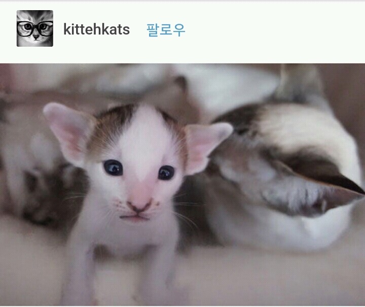 고양이계의 코봉이 오리엔탈 숏헤어 | 인스티즈