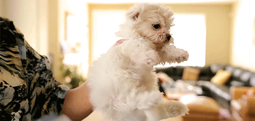 [데이터주의] 새끼 동물들 .GIF | 인스티즈