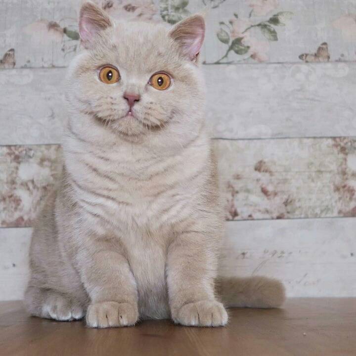 보면 볼수록 신기한 고양이들 입모양 | 인스티즈