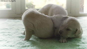 [데이터주의] 새끼 동물들 .GIF | 인스티즈