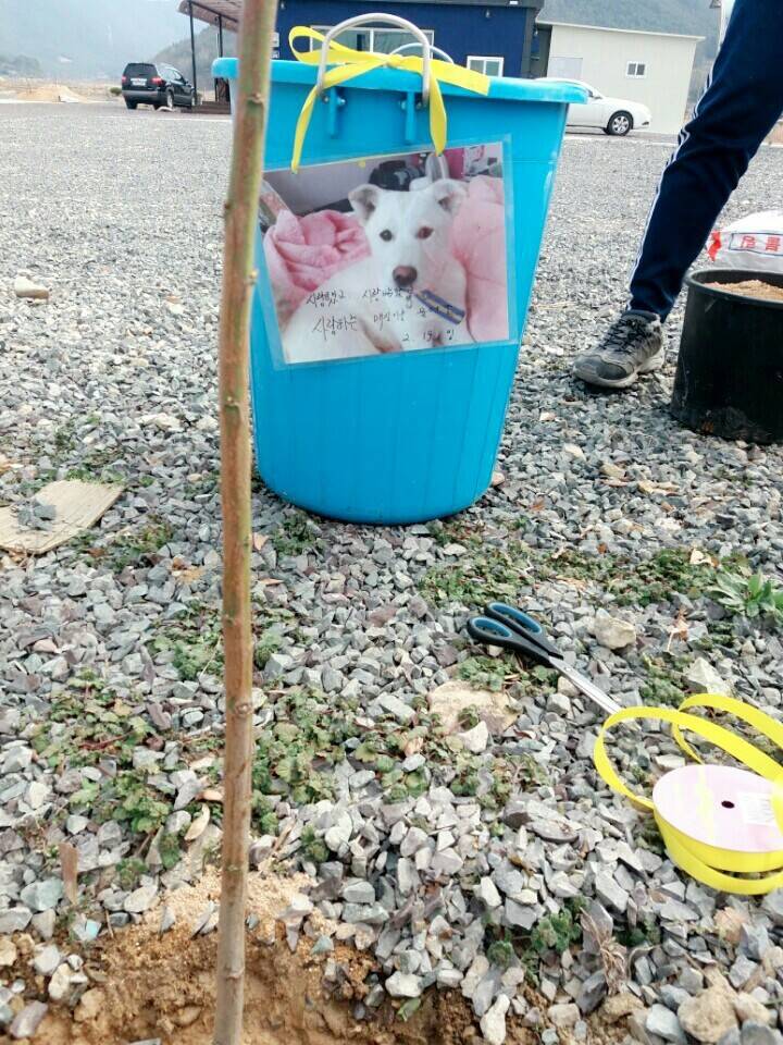 2월19일 일요일. 개소주가 되어버린 나의 가족 매실이를 예쁜매실나무로 만들어 보내주었습니다 | 인스티즈