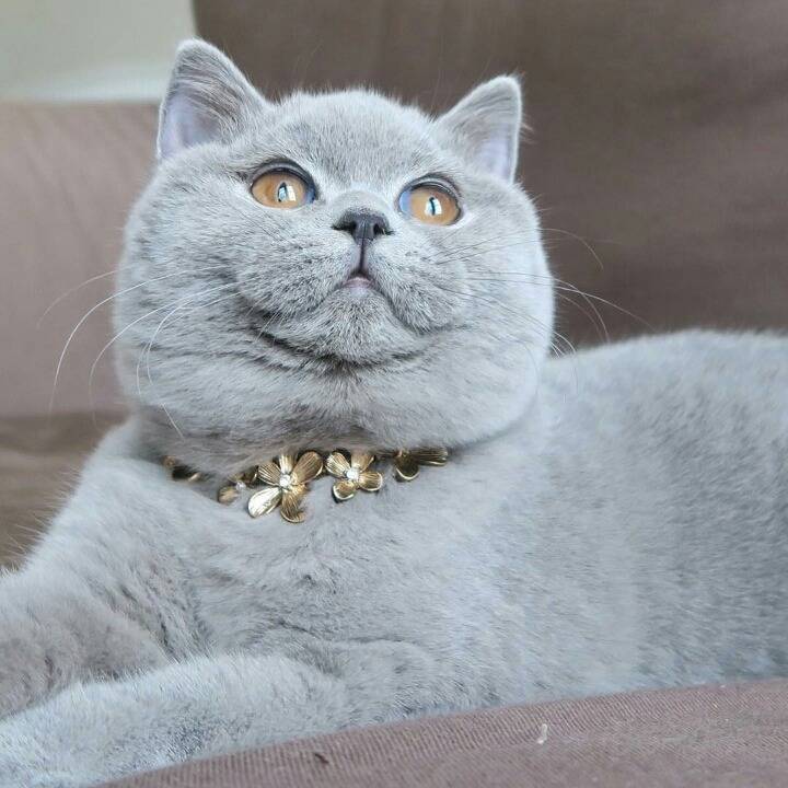 영국 토종고양이 | 인스티즈