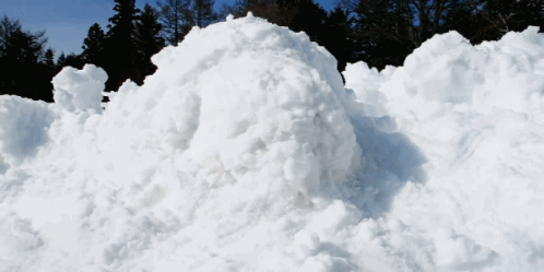 웰시코기의 사계절 | 인스티즈