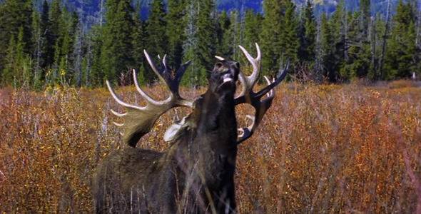 누가 페로몬 흘리고 다니는지 확인하는 방법.jpg | 인스티즈