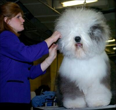 올드 잉글리쉬 쉽독으로 힐링 | 인스티즈