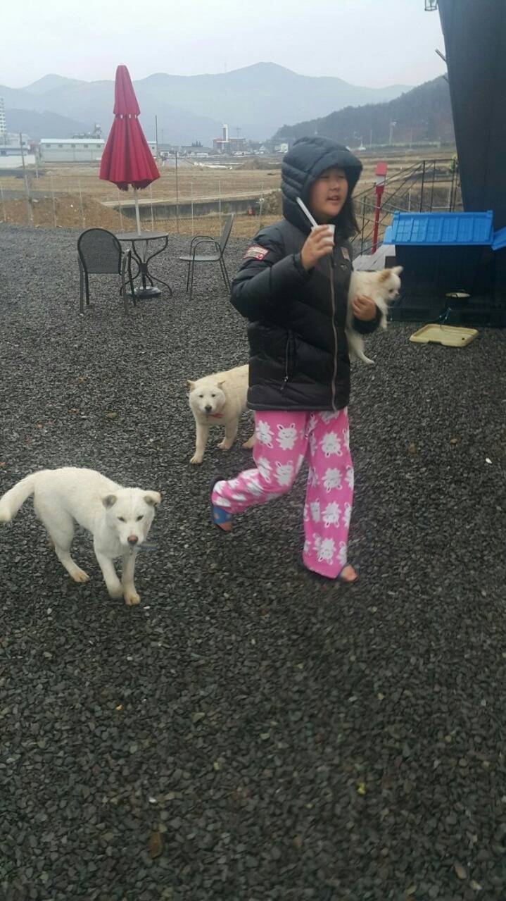 개소주가 되어 주인품으로 돌아온 매실이. 매실이는 이쁘고 영리하지만 겁도많은 소중한 가족이었습니다 | 인스티즈