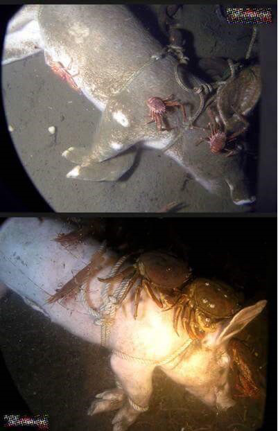 돼지 사체를 바다에 빠뜨리면.. (혐오주의) | 인스티즈