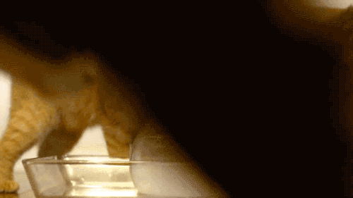 얼음을 만난 고양이들.gif | 인스티즈