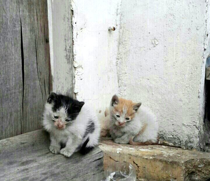 고양이 확대범 | 인스티즈