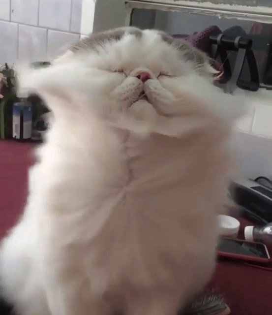 바람맞는 고양이 | 인스티즈