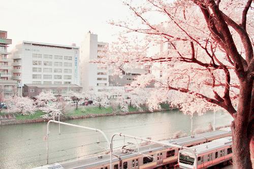  따뜻한 분위기의 일본의 봄 vs 시원하고 청량감있는 일본의 여름 | 인스티즈
